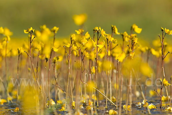 Verkannter Wasserschlauch (Utricularia australis)