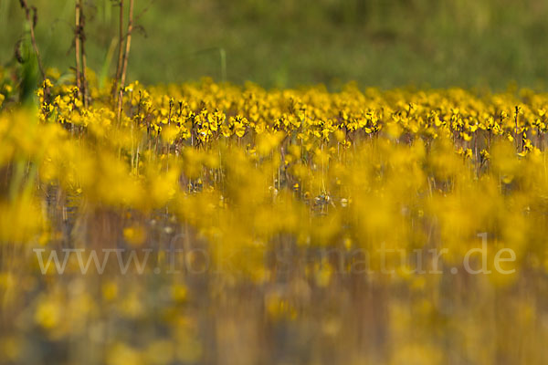 Verkannter Wasserschlauch (Utricularia australis)