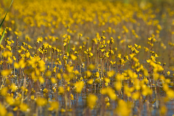 Verkannter Wasserschlauch (Utricularia australis)