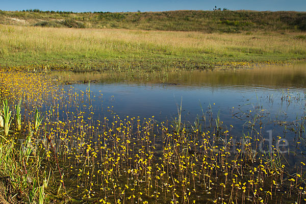 Verkannter Wasserschlauch (Utricularia australis)