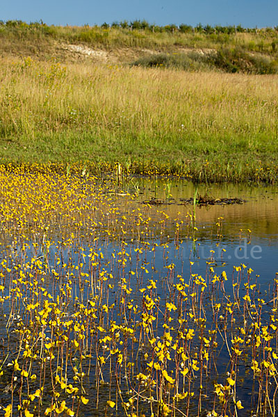 Verkannter Wasserschlauch (Utricularia australis)