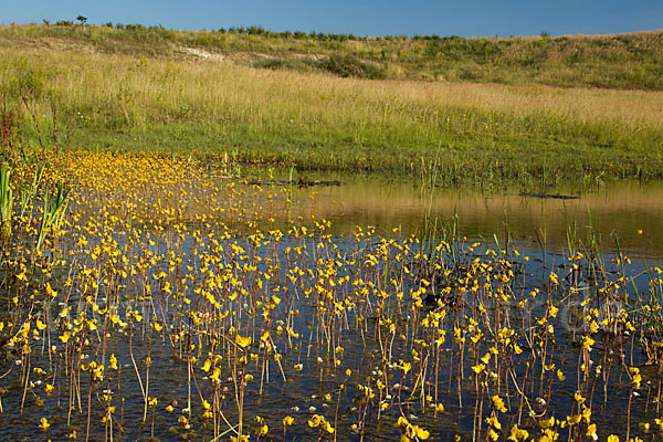 Verkannter Wasserschlauch (Utricularia australis)