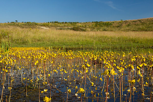 Verkannter Wasserschlauch (Utricularia australis)