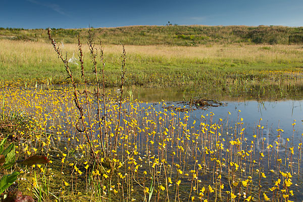 Verkannter Wasserschlauch (Utricularia australis)