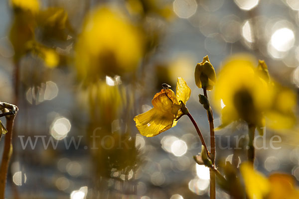 Verkannter Wasserschlauch (Utricularia australis)