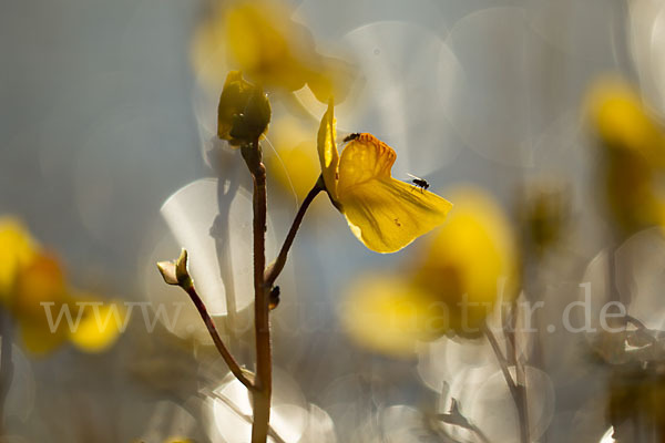 Verkannter Wasserschlauch (Utricularia australis)