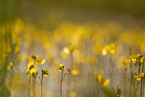 Verkannter Wasserschlauch (Utricularia australis)