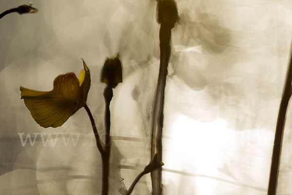 Verkannter Wasserschlauch (Utricularia australis)