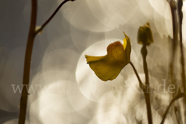 Verkannter Wasserschlauch (Utricularia australis)