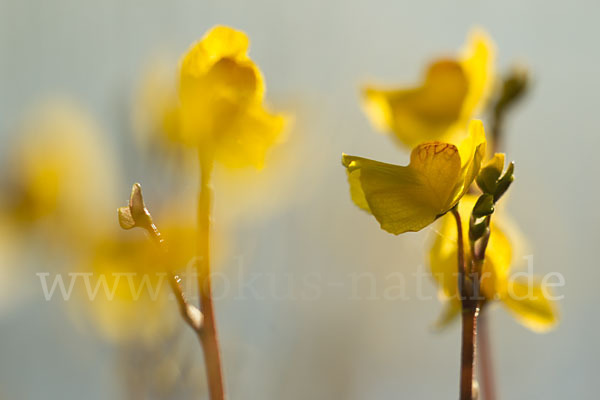 Verkannter Wasserschlauch (Utricularia australis)