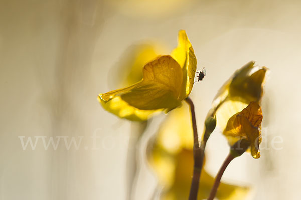 Verkannter Wasserschlauch (Utricularia australis)