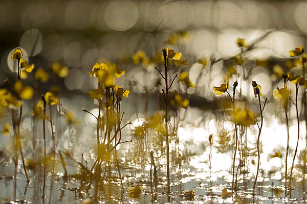 Verkannter Wasserschlauch (Utricularia australis)