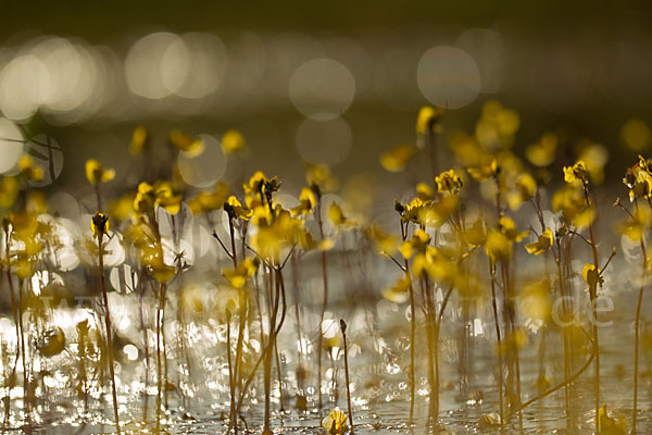 Verkannter Wasserschlauch (Utricularia australis)