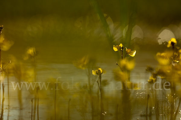 Verkannter Wasserschlauch (Utricularia australis)