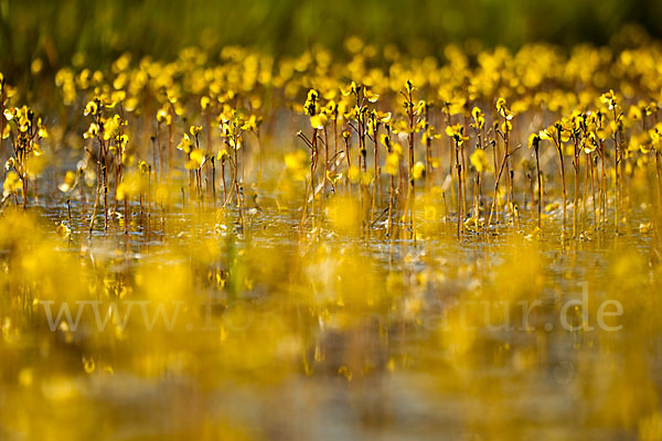 Verkannter Wasserschlauch (Utricularia australis)