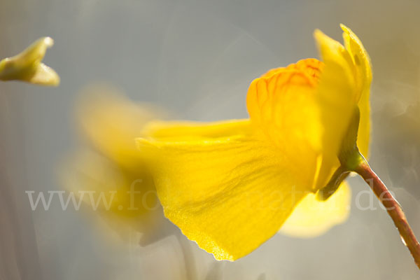 Verkannter Wasserschlauch (Utricularia australis)