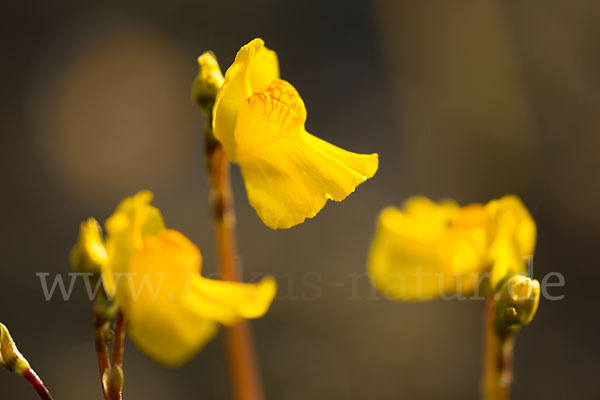 Verkannter Wasserschlauch (Utricularia australis)