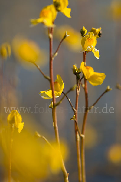 Verkannter Wasserschlauch (Utricularia australis)