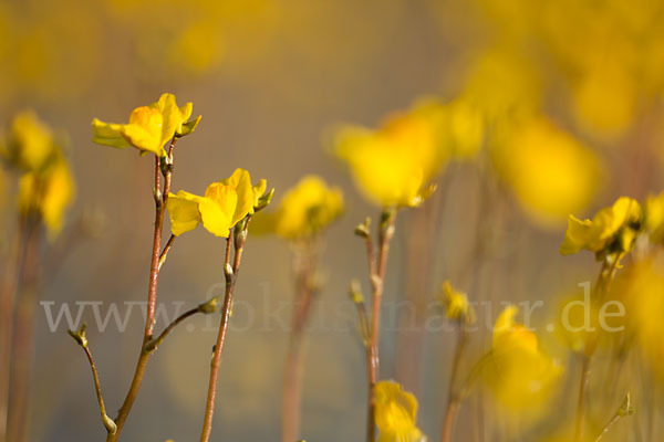 Verkannter Wasserschlauch (Utricularia australis)