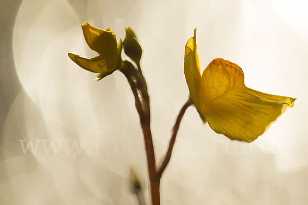 Verkannter Wasserschlauch (Utricularia australis)