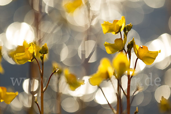 Verkannter Wasserschlauch (Utricularia australis)