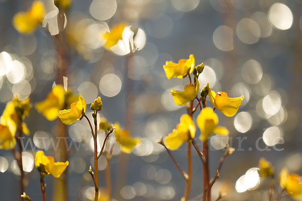 Verkannter Wasserschlauch (Utricularia australis)