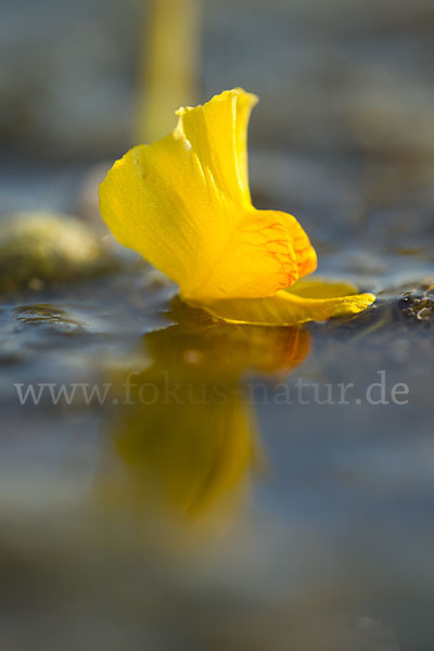 Verkannter Wasserschlauch (Utricularia australis)