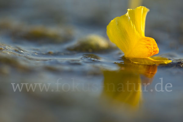 Verkannter Wasserschlauch (Utricularia australis)