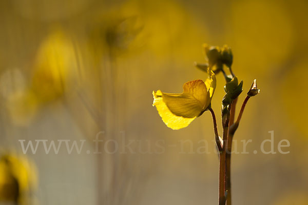 Verkannter Wasserschlauch (Utricularia australis)