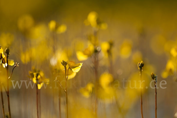 Verkannter Wasserschlauch (Utricularia australis)