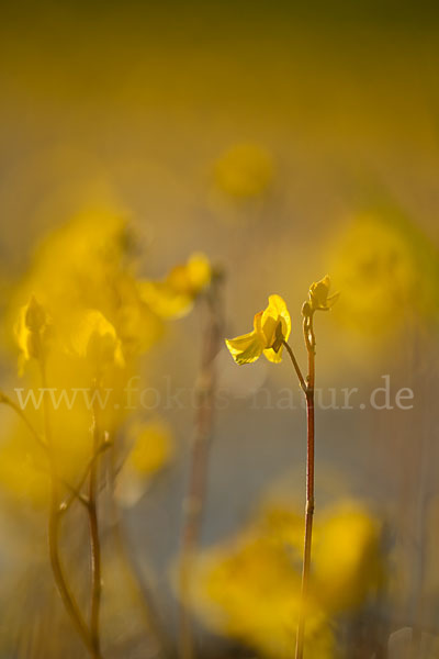 Verkannter Wasserschlauch (Utricularia australis)