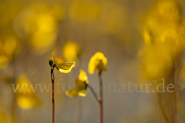 Verkannter Wasserschlauch (Utricularia australis)