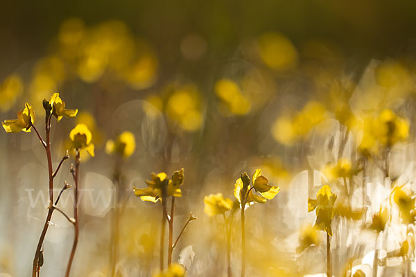 Verkannter Wasserschlauch (Utricularia australis)