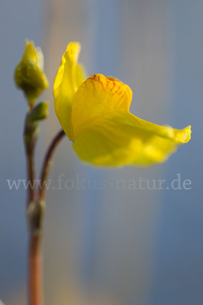 Verkannter Wasserschlauch (Utricularia australis)