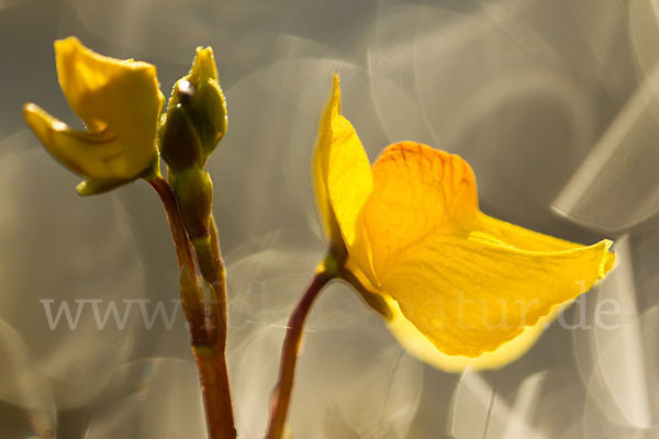 Verkannter Wasserschlauch (Utricularia australis)