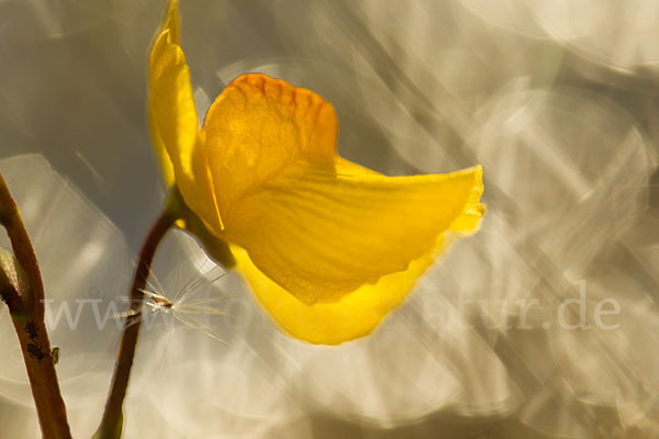 Verkannter Wasserschlauch (Utricularia australis)