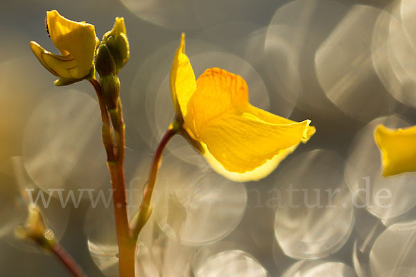 Verkannter Wasserschlauch (Utricularia australis)