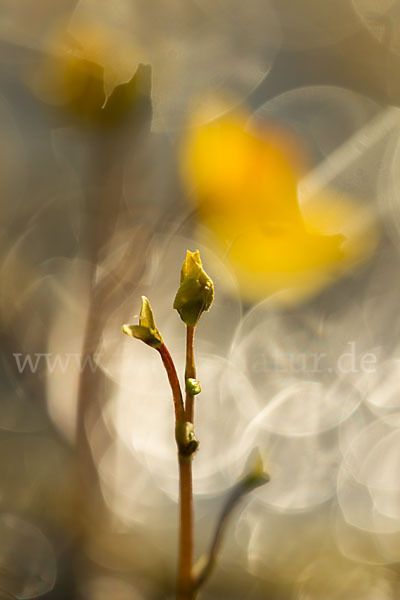 Verkannter Wasserschlauch (Utricularia australis)