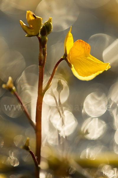 Verkannter Wasserschlauch (Utricularia australis)