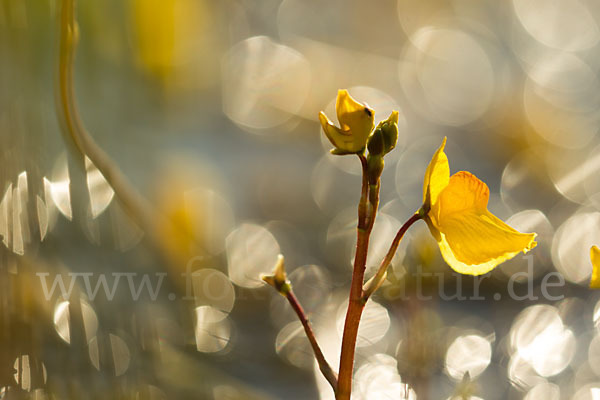 Verkannter Wasserschlauch (Utricularia australis)