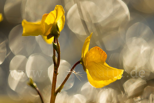 Verkannter Wasserschlauch (Utricularia australis)