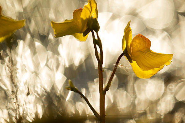 Verkannter Wasserschlauch (Utricularia australis)