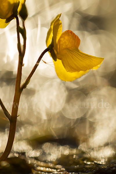 Verkannter Wasserschlauch (Utricularia australis)