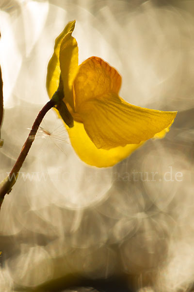 Verkannter Wasserschlauch (Utricularia australis)