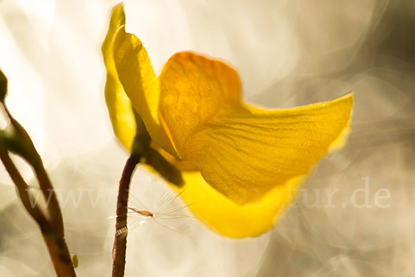 Verkannter Wasserschlauch (Utricularia australis)