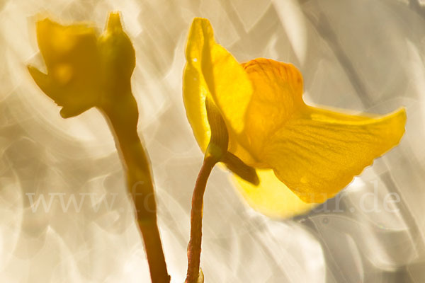 Verkannter Wasserschlauch (Utricularia australis)