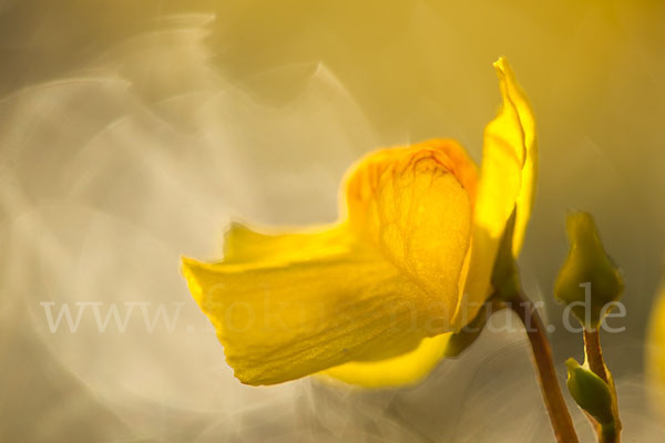 Verkannter Wasserschlauch (Utricularia australis)