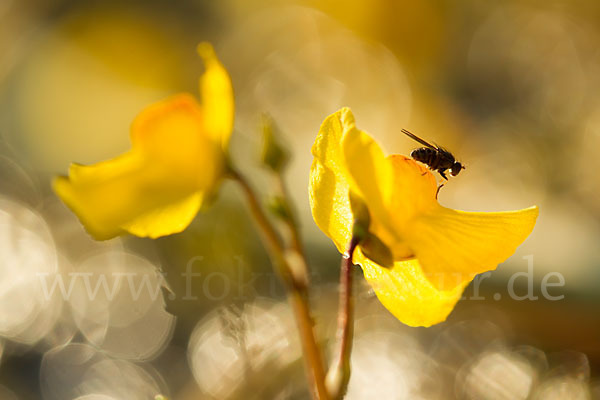 Verkannter Wasserschlauch (Utricularia australis)