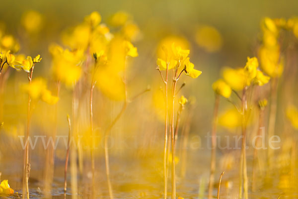 Verkannter Wasserschlauch (Utricularia australis)