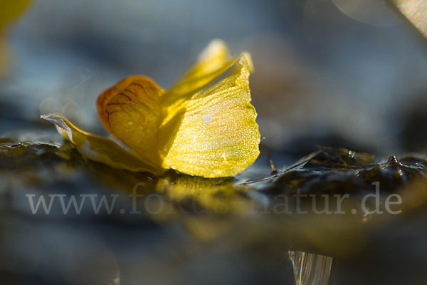 Verkannter Wasserschlauch (Utricularia australis)